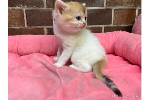販売中の東京都のスコティッシュフォールド-120239の9枚目