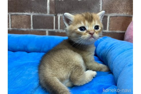 販売中の東京都のブリティッシュショートヘア-120241の9枚目