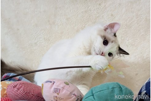 販売中の宮城県のラグドール-110754の9枚目