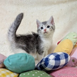 販売中の宮城県のスコティッシュフォールド-118727の2枚目