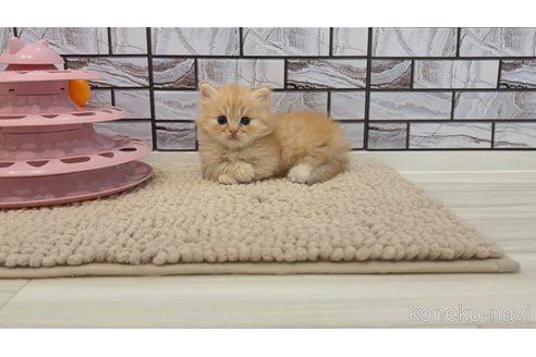 販売中の福岡県のマンチカン(短足)-120261の2枚目