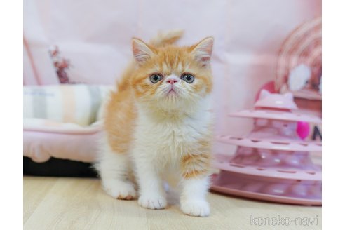 販売中の神奈川県のエキゾチックショートヘア-120271の10枚目