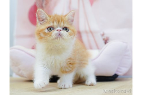 販売中の神奈川県のエキゾチックショートヘア-120271の9枚目