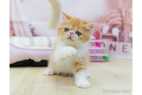 販売中の神奈川県のエキゾチックショートヘア-120271の4枚目