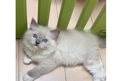 販売中の神奈川県のラグドール-115165の2枚目