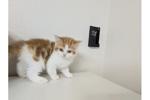 販売中の大阪府のミヌエット-114570の12枚目