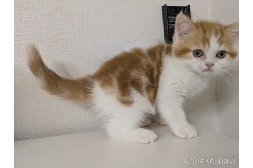 販売中の大阪府のミヌエット-114570の13枚目