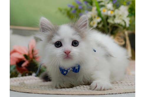 販売中の神奈川県のノルウェージャンフォレストキャット-120276の19枚目