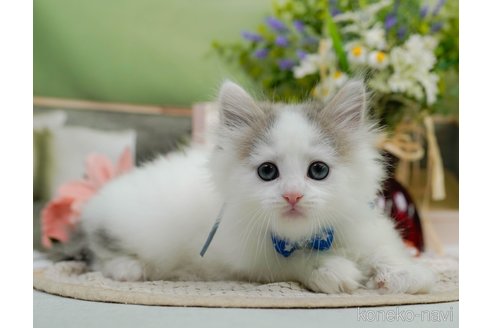 販売中の神奈川県のノルウェージャンフォレストキャット-120276の17枚目