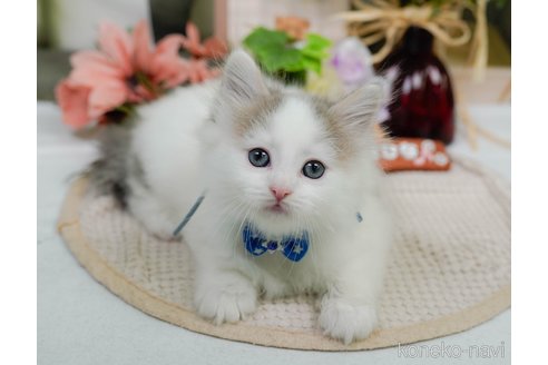 販売中の神奈川県のノルウェージャンフォレストキャット-120276の12枚目