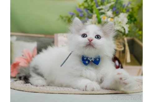 販売中の神奈川県のノルウェージャンフォレストキャット-120276の11枚目