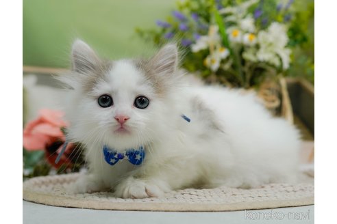 販売中の神奈川県のノルウェージャンフォレストキャット-120276の9枚目