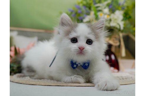 販売中の神奈川県のノルウェージャンフォレストキャット-120276の7枚目