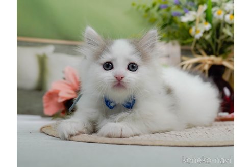 販売中の神奈川県のノルウェージャンフォレストキャット-120276の4枚目
