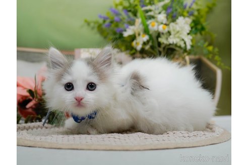 販売中の神奈川県のノルウェージャンフォレストキャット-120276の3枚目
