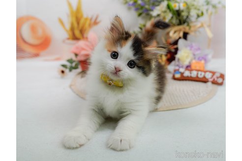 販売中の神奈川県のノルウェージャンフォレストキャット-120278の4枚目