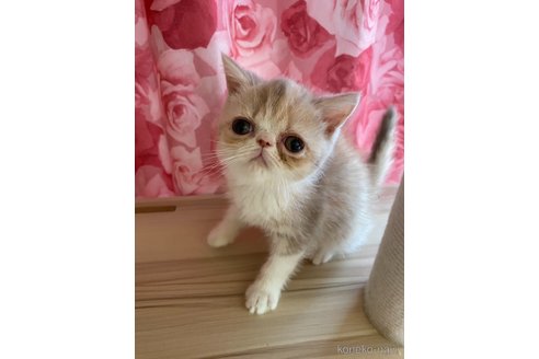 販売中の福岡県のエキゾチックショートヘア-120279の2枚目