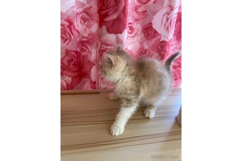 販売中の福岡県のエキゾチックショートヘア-120279の3枚目