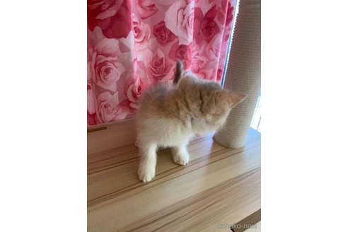 販売中の福岡県のエキゾチックショートヘア-120279の6枚目