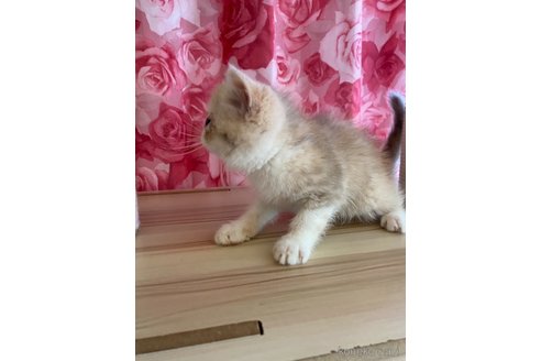 販売中の福岡県のエキゾチックショートヘア-120279の5枚目