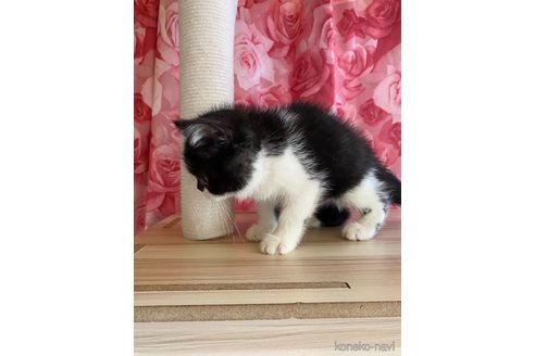 販売中の福岡県のエキゾチックショートヘア-120280の2枚目