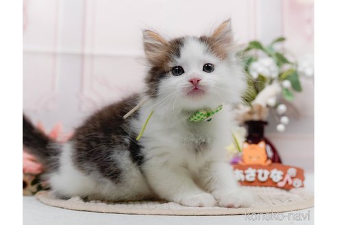 販売中の神奈川県のノルウェージャンフォレストキャット-120281の7枚目