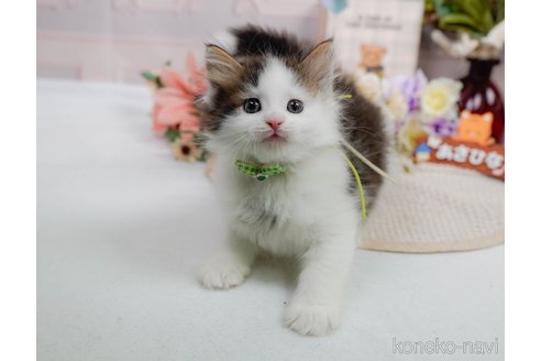 販売中の神奈川県のノルウェージャンフォレストキャット-120281の9枚目