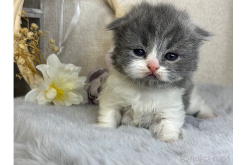 販売中の兵庫県のスコティッシュフォールド-120284の3枚目