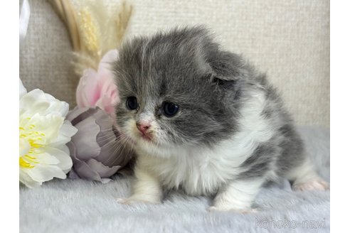 販売中の兵庫県のスコティッシュフォールド-120291の3枚目