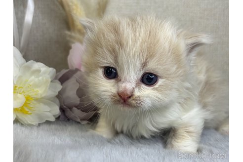 販売中の兵庫県のスコティッシュフォールド-120293の2枚目