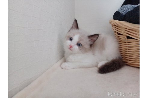 販売中の東京都のラグドール-120295の10枚目