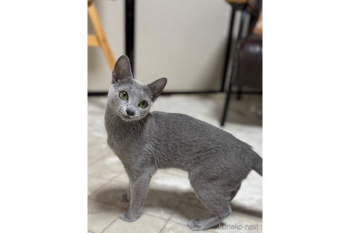 販売中の静岡県のロシアンブルー-120307の3枚目