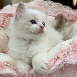販売中の埼玉県のラグドール-120310の5枚目