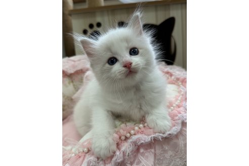 販売中の埼玉県のラグドール-120310の8枚目