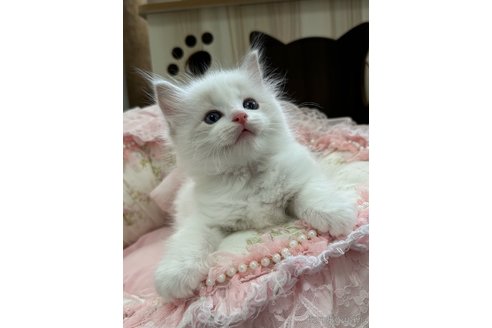 販売中の埼玉県のラグドール-120310の9枚目