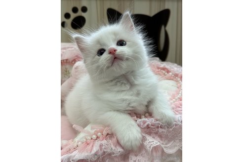 販売中の埼玉県のラグドール-120310の10枚目