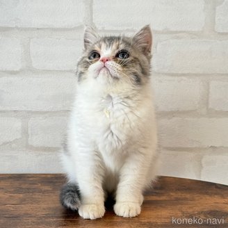 販売中の大阪府のエキゾチックショートヘア-117076の4枚目