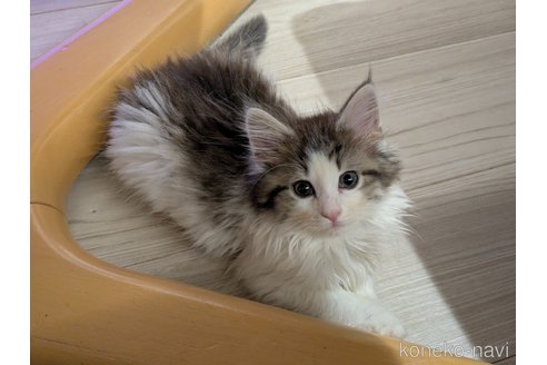 成約済の埼玉県のノルウェージャンフォレストキャット-118529の4枚目