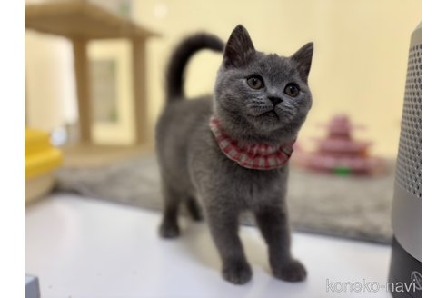 販売中の神奈川県のブリティッシュショートヘア-115954の4枚目