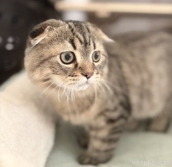 販売中の静岡県のミックス-110476の6枚目