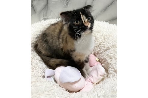 販売中の静岡県のスコティッシュフォールド(折れ耳)-83344の5枚目