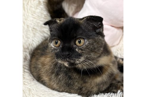 販売中の静岡県のスコティッシュフォールド(折れ耳)-91020の18枚目