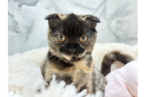 販売中の静岡県のスコティッシュフォールド(折れ耳)-91020の16枚目