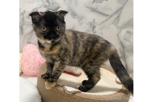 販売中の静岡県のスコティッシュフォールド(折れ耳)-91020の3枚目