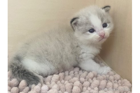 販売中の北海道のネヴァマスカレード-120318の6枚目