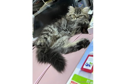 販売中の埼玉県のミックス-118498の8枚目