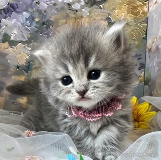 販売中の千葉県のサイベリアン-119692の6枚目