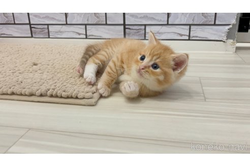 商談中の福岡県のマンチカン-120330の6枚目