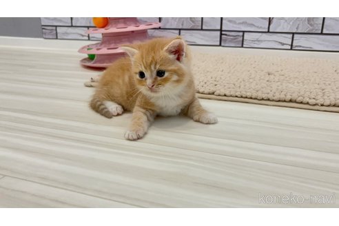 商談中の福岡県のマンチカン-120330の8枚目
