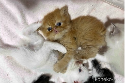 販売中の埼玉県のミックス-120336の6枚目